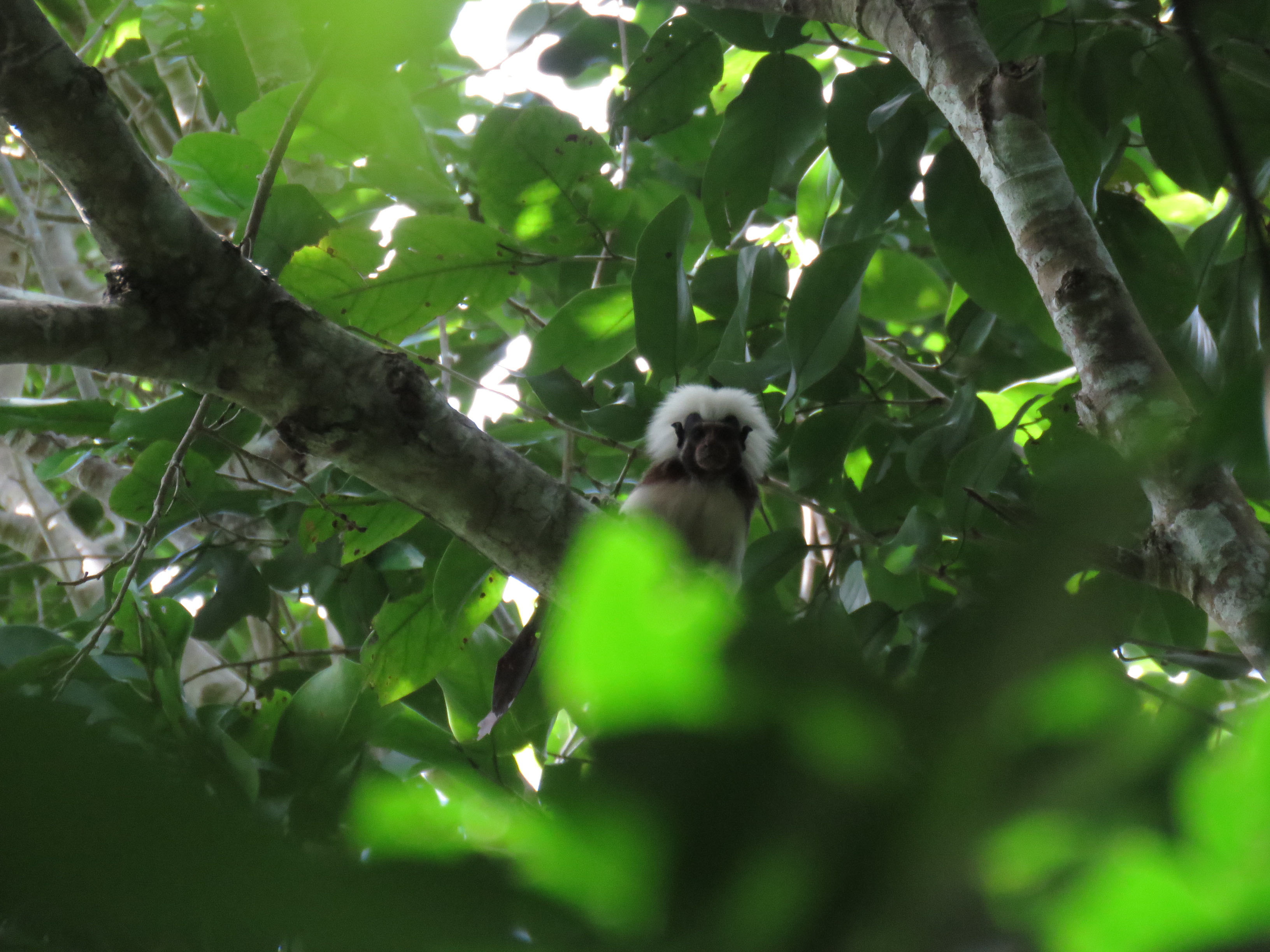 30.000 metros cuadrados de bosque seco monitoreados en el Caribe Colombiano