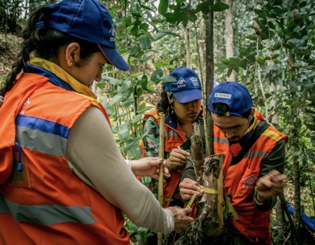 Establecimiento de conglomerados de línea base y parcelas permanentes de monitoreo en el Caribe Colombiano como parte del Inventario Forestal Nacional